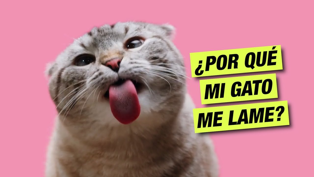 Consejos para comprar artículos para mascotas online 3 Imagina que tu gato te echa la culpa: resolviendo problemas con un toque de humor
