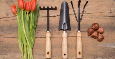 Tips para comprar artículos de jardinería online 4 tipsparacomprarartculosdejardineraonline 6